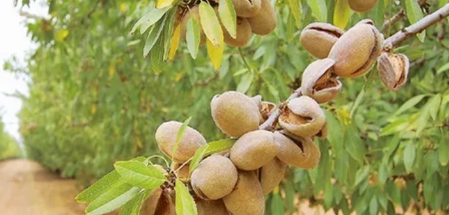 تصویر 1 از فروش بادام تر پوست کاغذی + کیفیت عالی